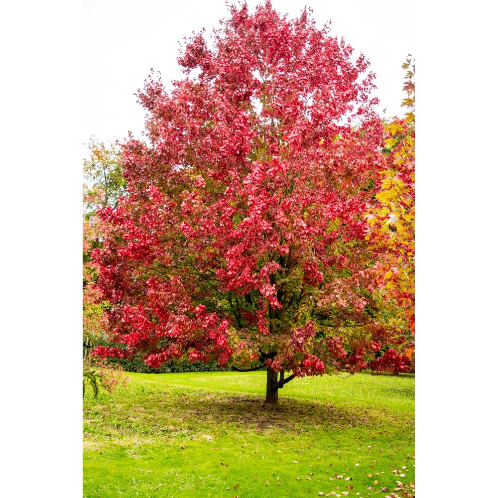 Tuinplant.nl Rode esdoorn