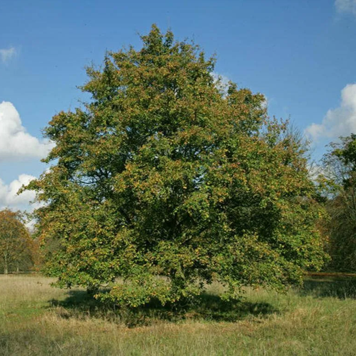 Tuinplant.nl Gewone esdoorn