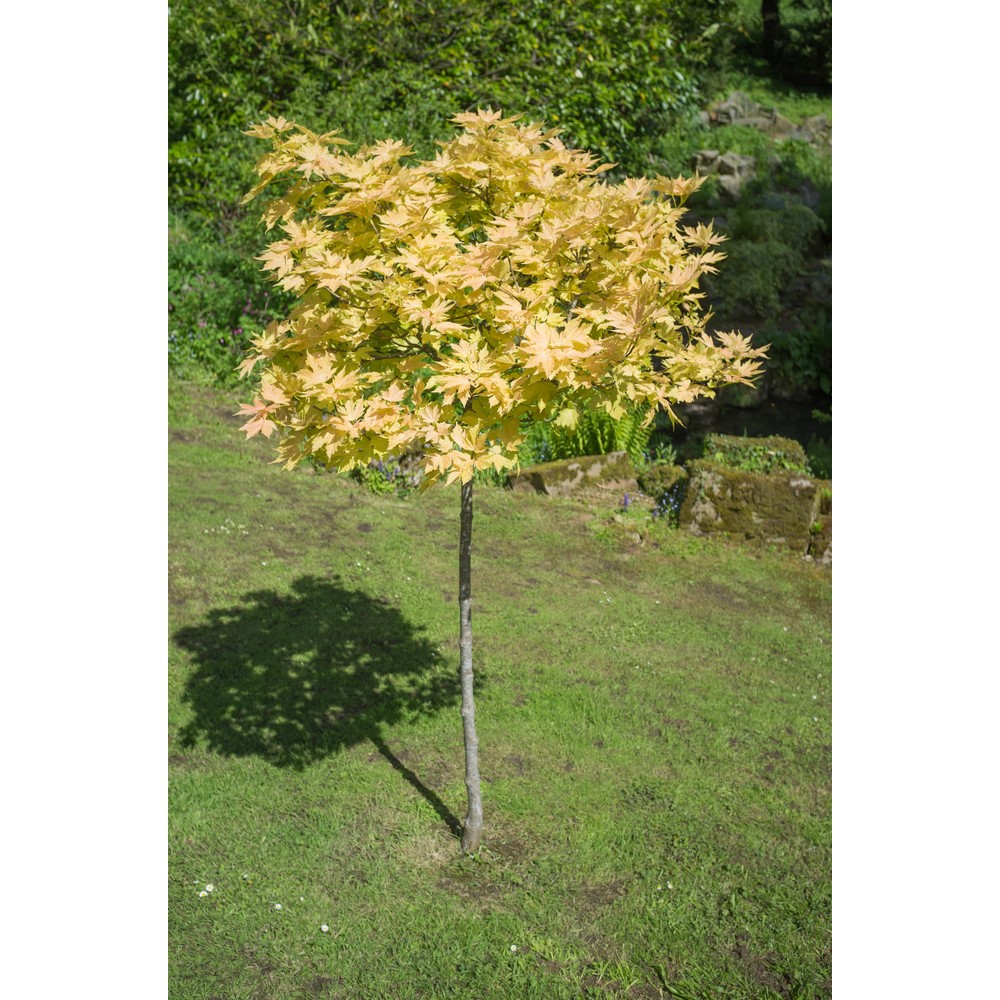 Tuinplant.nl Bonte bolesdoorn