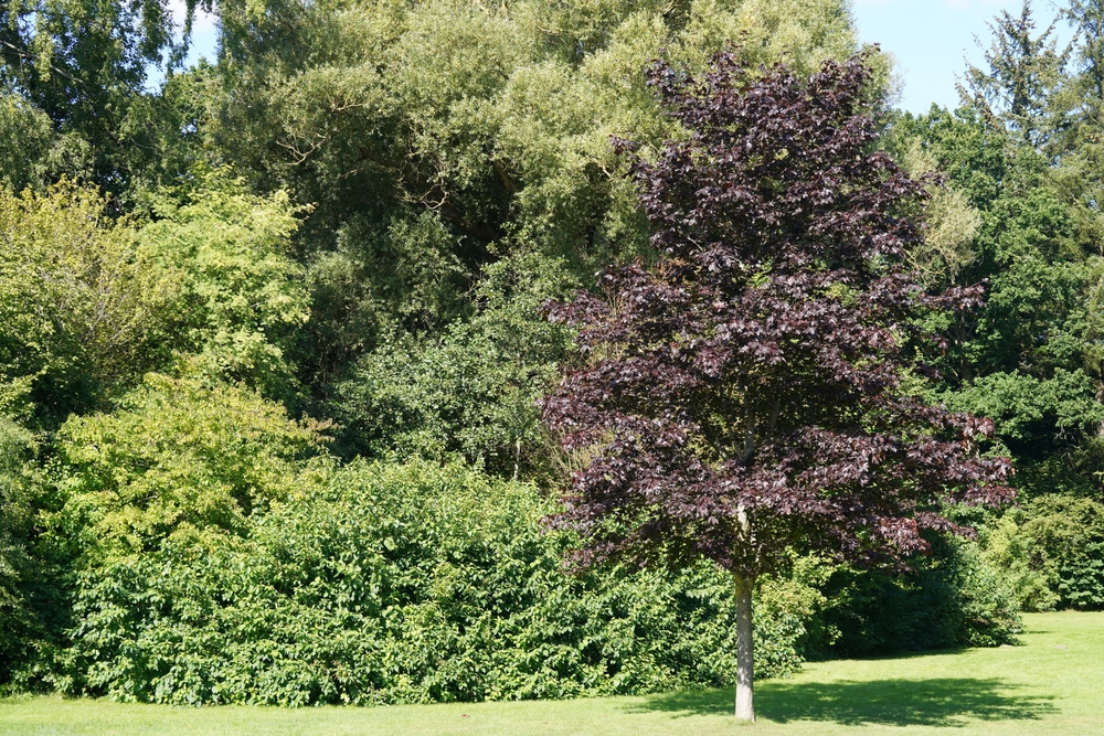 Tuinplant.nl Rode esdoorn