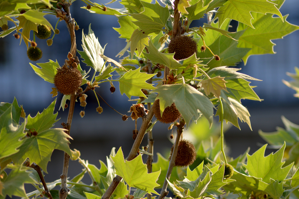 Tuinplant.nl Bolplataan
