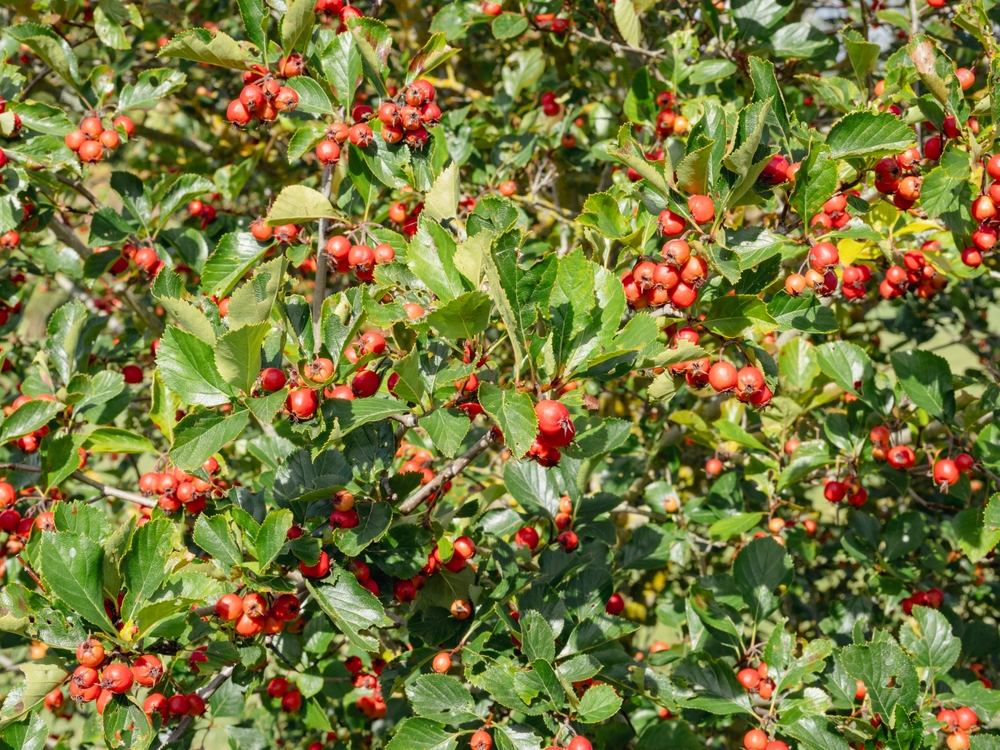 Tuinplant.nl Meidoorn op stam