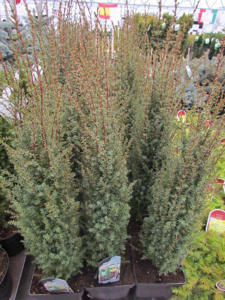 Tuinplant.nl Jeneverbes