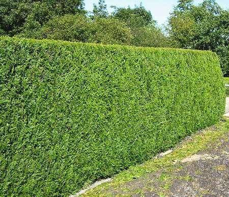Tuinplant.nl Haagconifeer