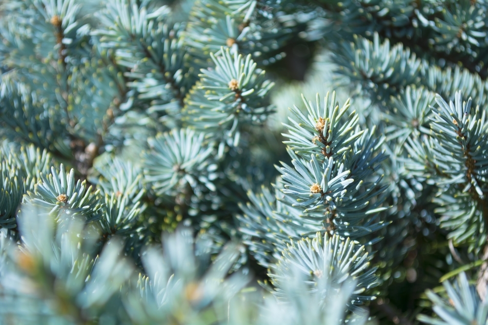 Tuinplant.nl Blauwspar