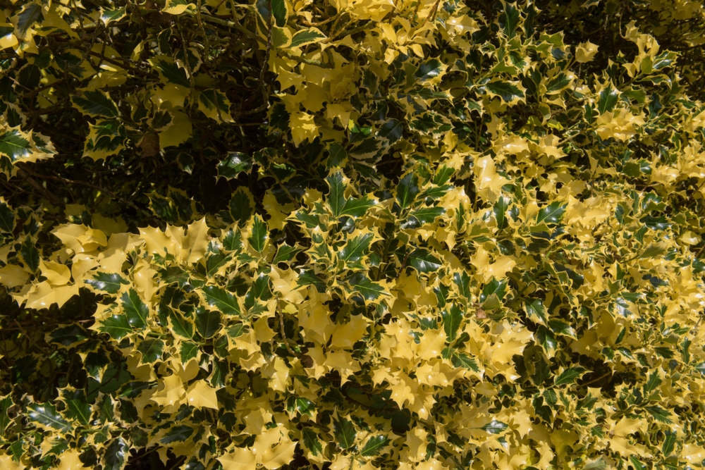 Tuinplant.nl Hulst Piramidevormig
