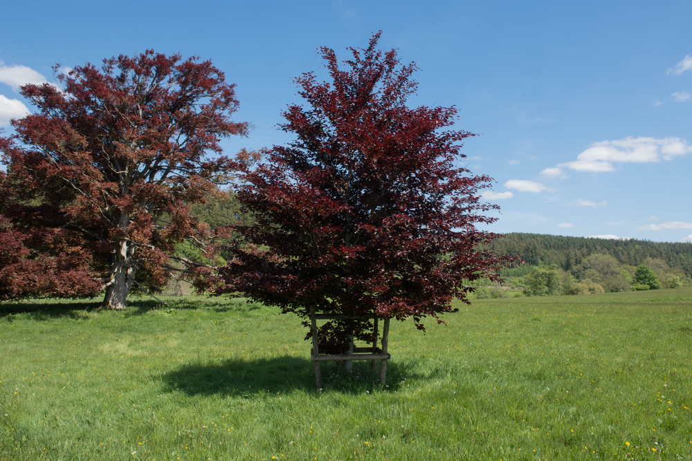 Tuinplant.nl Rode beuk