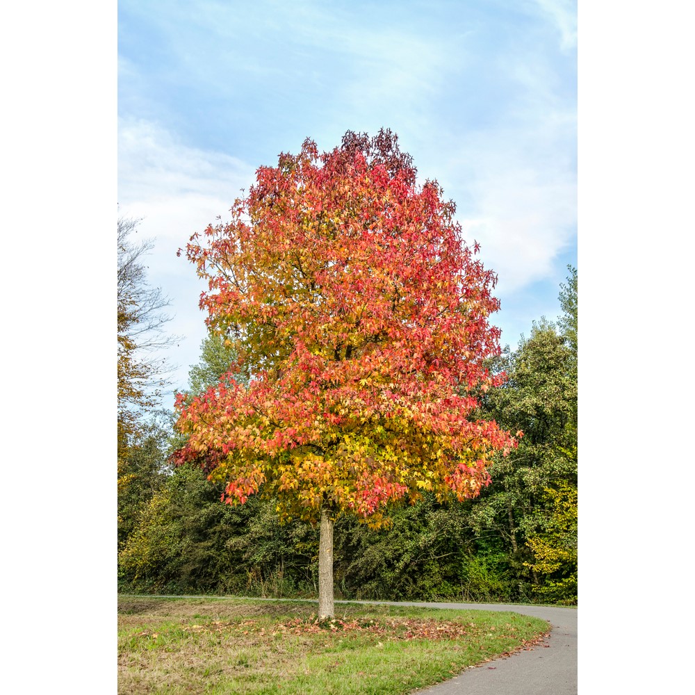 Tuinplant.nl Amberboom