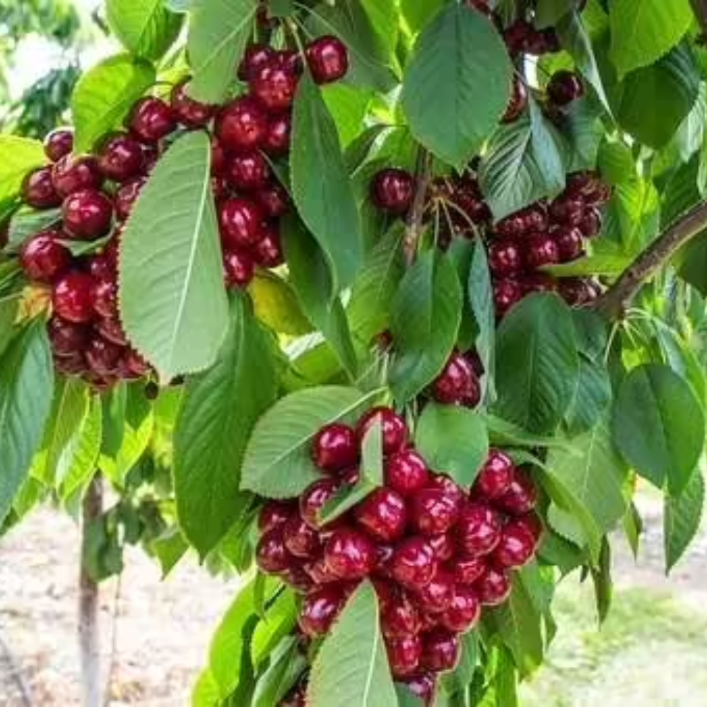 Tuinplant.nl Leikersenboom 'Kordia'