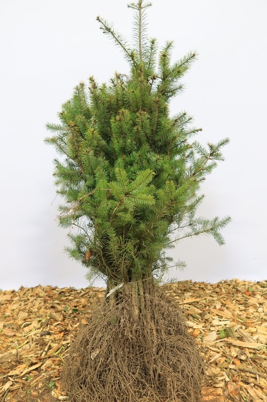 Tuinplant.nl Douglasspar