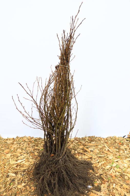 Tuinplant.nl Witte Els