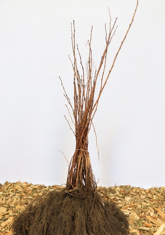 Tuinplant.nl Zomerlinde