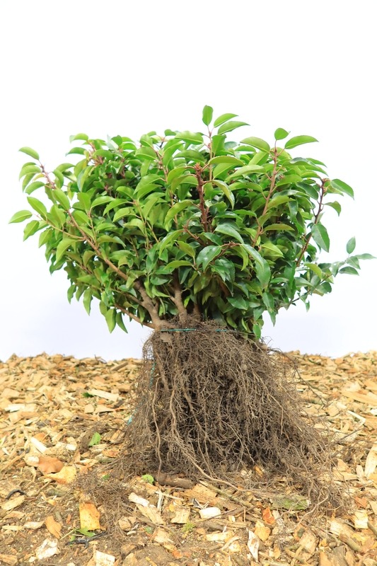 Tuinplant.nl Portugese laurierhaag