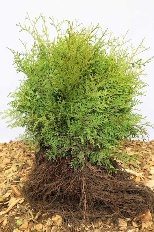 Tuinplant.nl Groene coniferenhaag