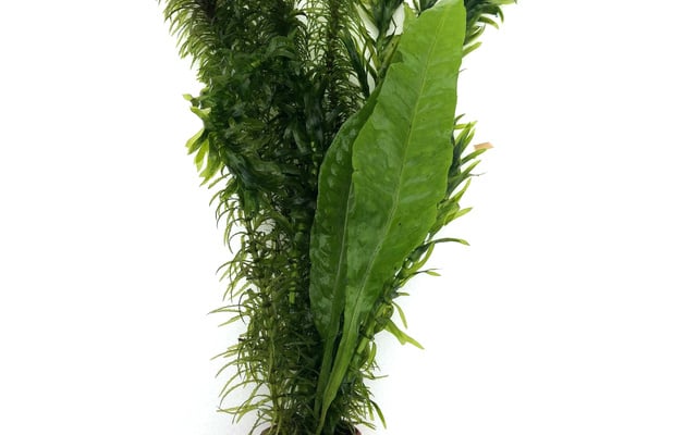 Moerings Viskombosje | In Bosje