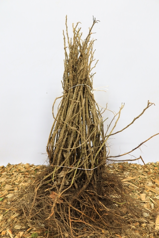 Tuinplant.nl Bottelroos