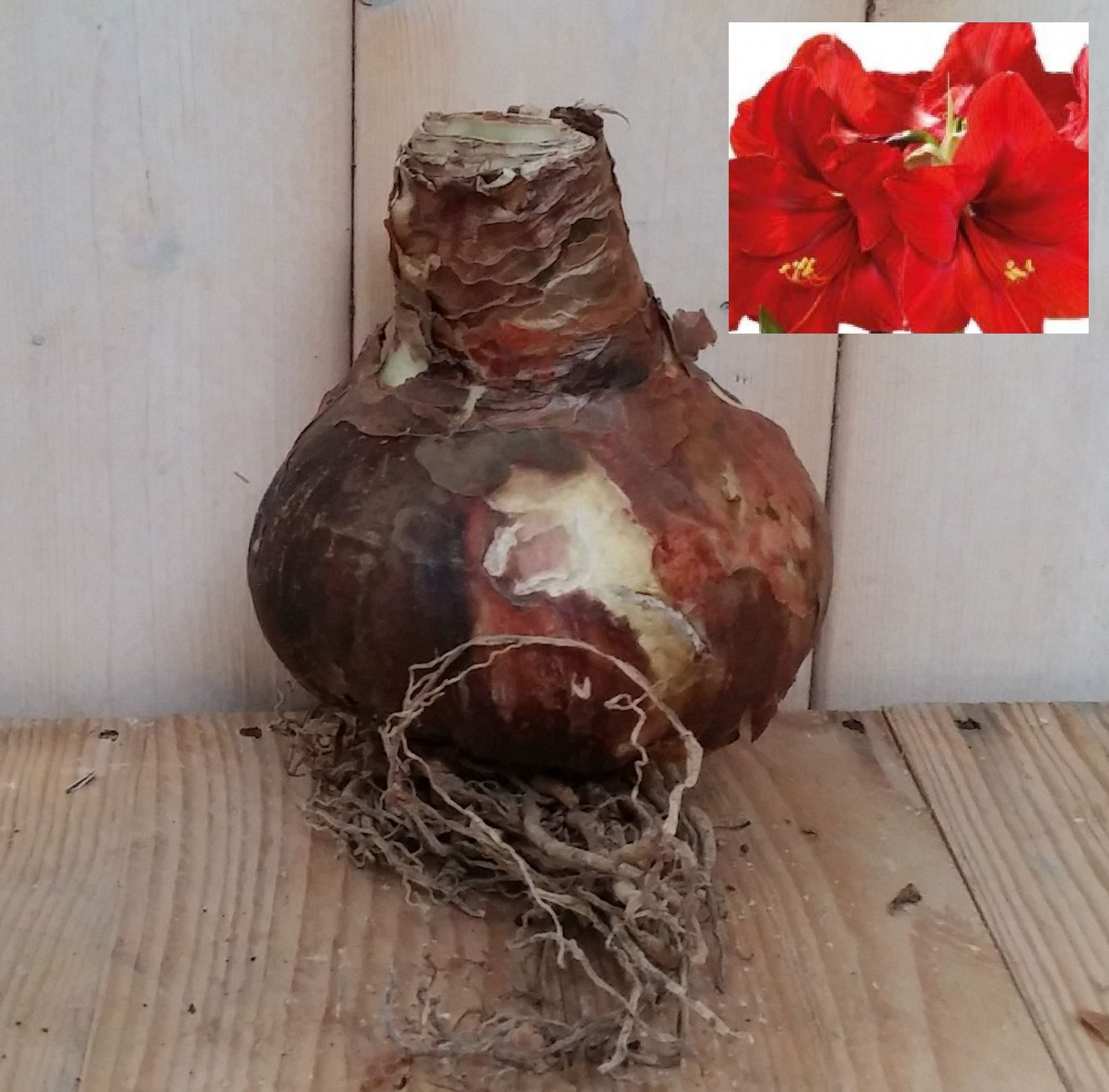 Warentuin natuurlijk Amaryllis bol Jumbo Rood  - 