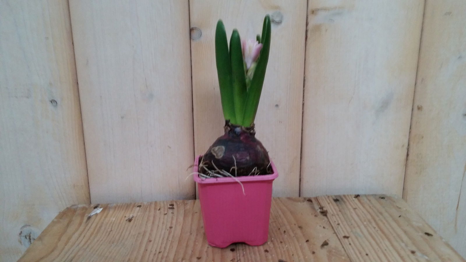 Warentuin natuurlijk 5 stuks! Bolletjes Hyacint roze in klein potje Voorjaarsbollen Hyacinthus  - 