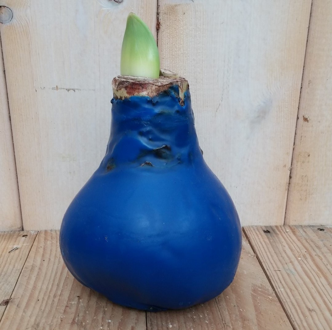 Warentuin natuurlijk Amaryllisbol blauw/paars in wax  - 