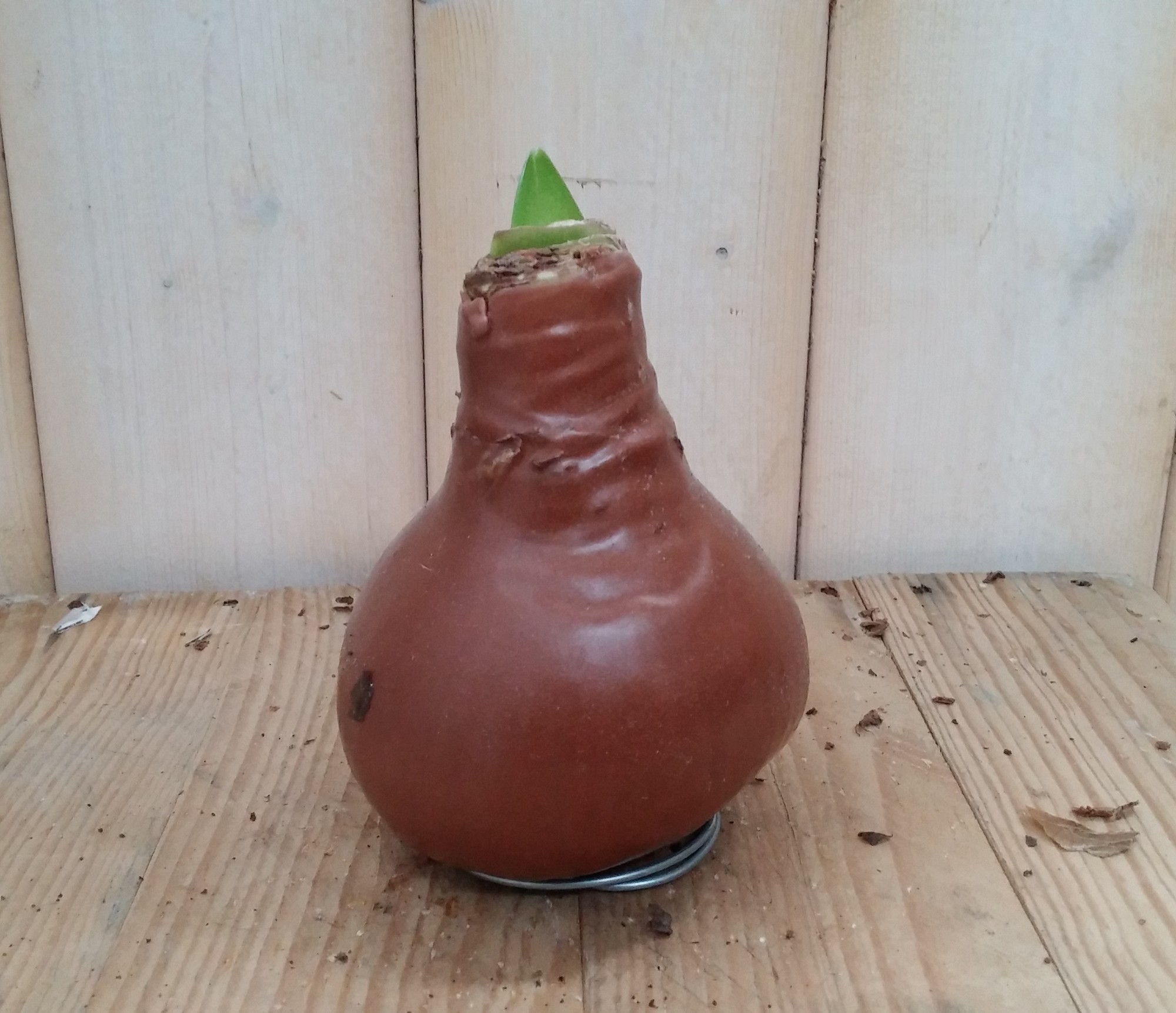 Warentuin natuurlijk Amaryllisbol goud/brons/bruin in wax  - 