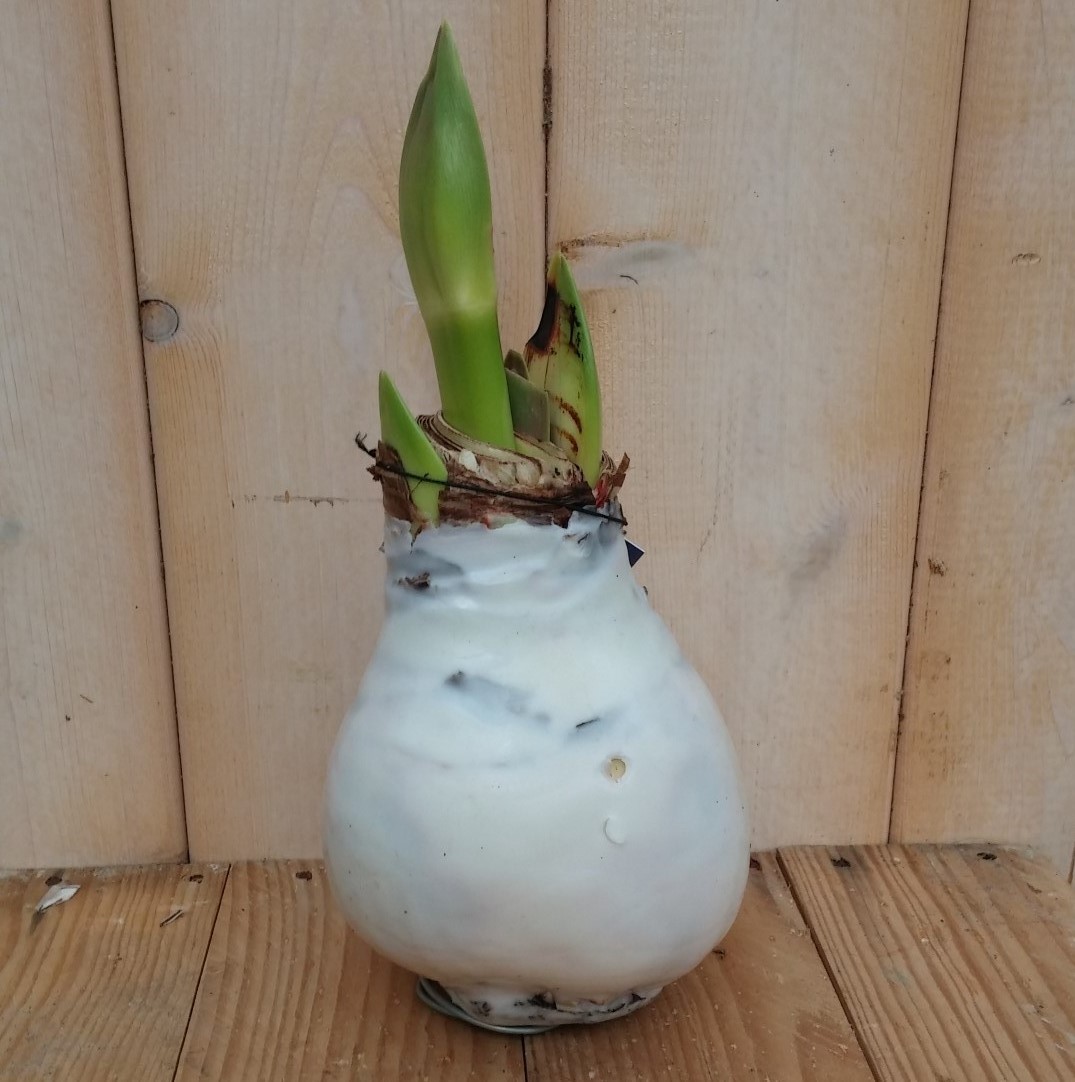 Warentuin natuurlijk Amaryllisbol wit in wax  - 