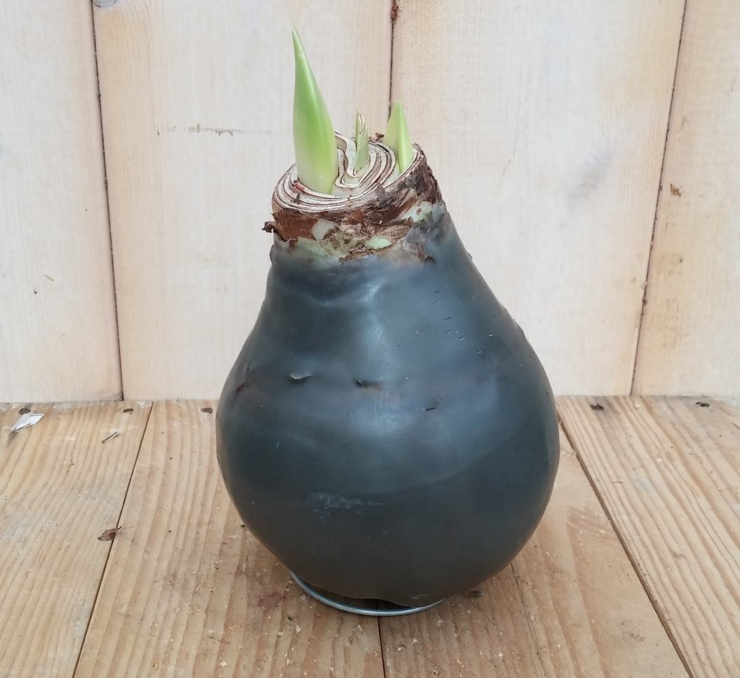 Warentuin natuurlijk Amaryllisbol antraciet/zwart in wax  - 