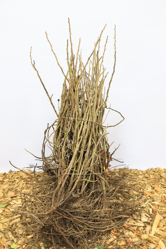 Tuinplant.nl Bottelroos