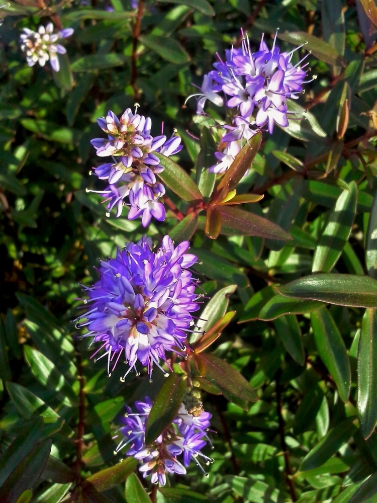 Tuinplant.nl Struikveronica