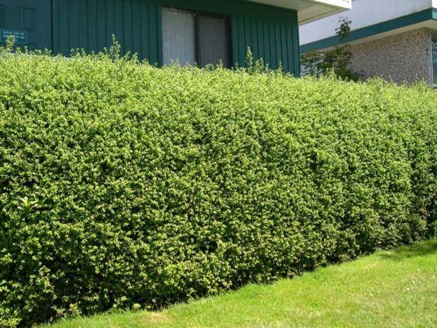 Tuinplant.nl Japanse Hulst