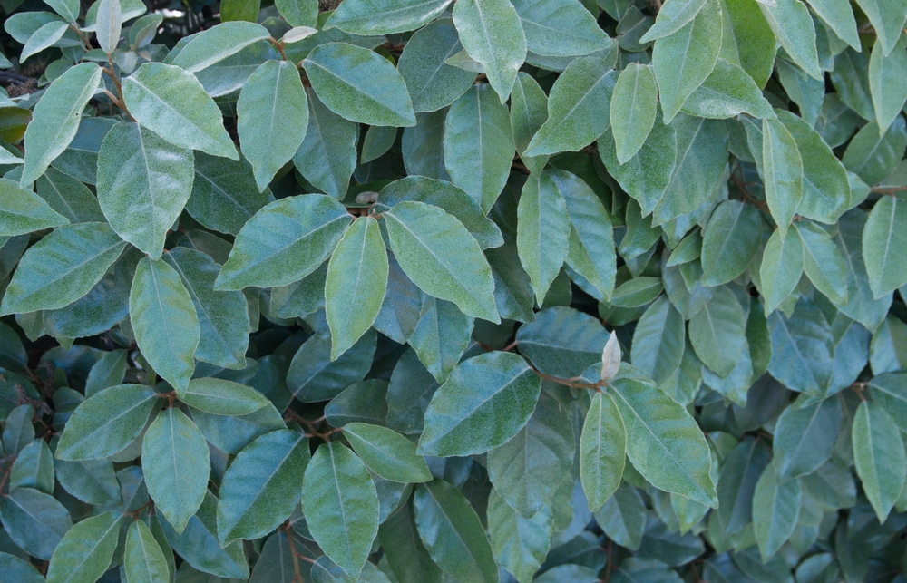 Tuinplant.nl Olijfwilg