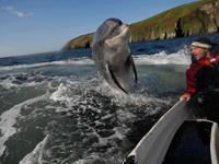 Dolfijnen boottrip vanuit Dingle