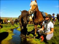 Paardrijden vanuit Myvatn of Husavik