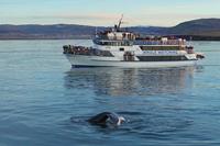 Walvis & dolfijnen boottocht