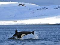 Orkas & walvissen excursie vanuit Olafsvik & Grundarfjörður