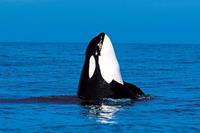 Orcas & Whales vanuit Victoria