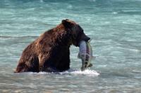 Grizzly Bear Tour vanuit Campbell River