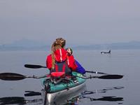 Kajakken met walvissen & orkas op Vancouver Island, 4 dagen