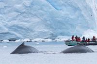 2023/24 16-Daagse expeditie Antarctica en de Falkland eilanden