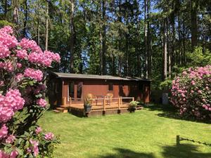 Knus 4 persoons chalet met terras in het bos bij Lochem - Nederland - Europa - Lochem