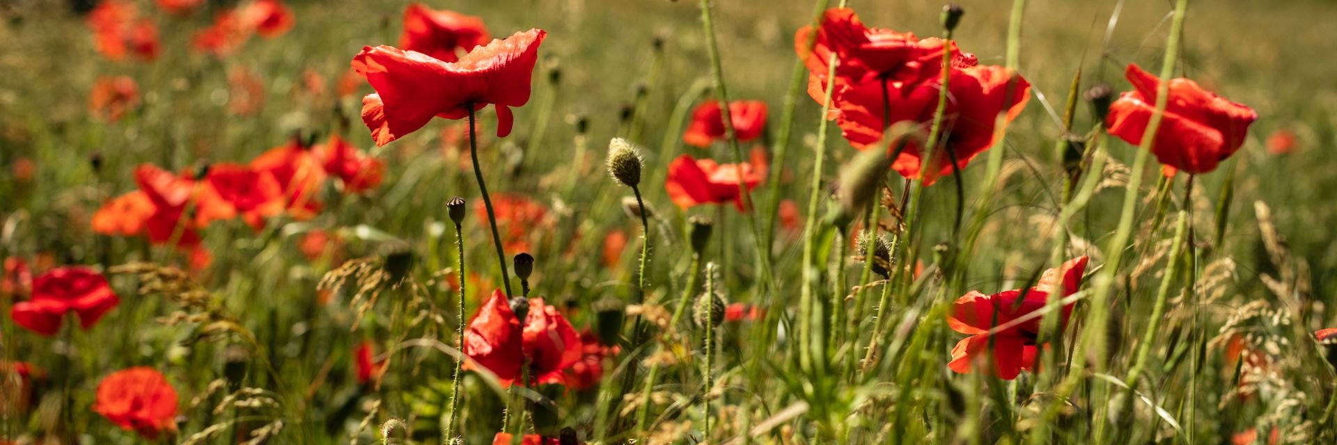 Fietsen in de Yorkshire Wolds - Engeland - Engeland: noorden