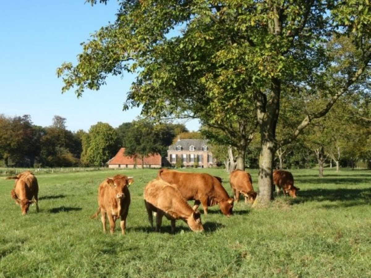 DG449 - Nederland - Hengelo-Gld