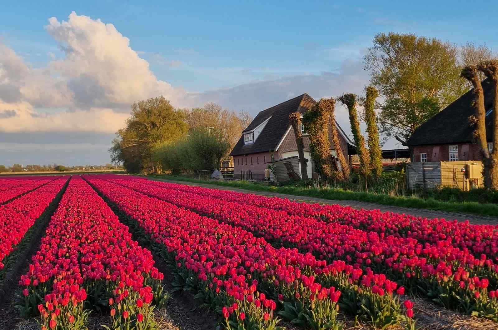 NH351 - Nederland - 't Zand