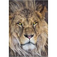 Komar Lion Fototapete 127x184cm