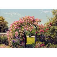 Praxis Fotobehang Rose garden