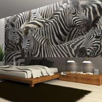 Fotobehang - Kudde zebra's , zwart wit