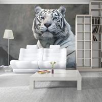 Fotobehang - Bengaalse tijger , grijs wit