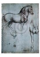 PGM Leonardo Da Vinci - Studio di cavalli Kunstdruk 35x50cm