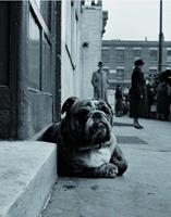 PGM Gay - Lazy Bulldog at Camden Town Kunstdruk 40x50cm