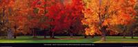 PGM Tom Mackie - Maple Trees in Autumn Kunstdruk 95x33cm