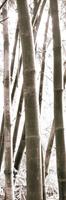 PGM Douglas Yan - Bamboo Grove IV Kunstdruk 30x91cm